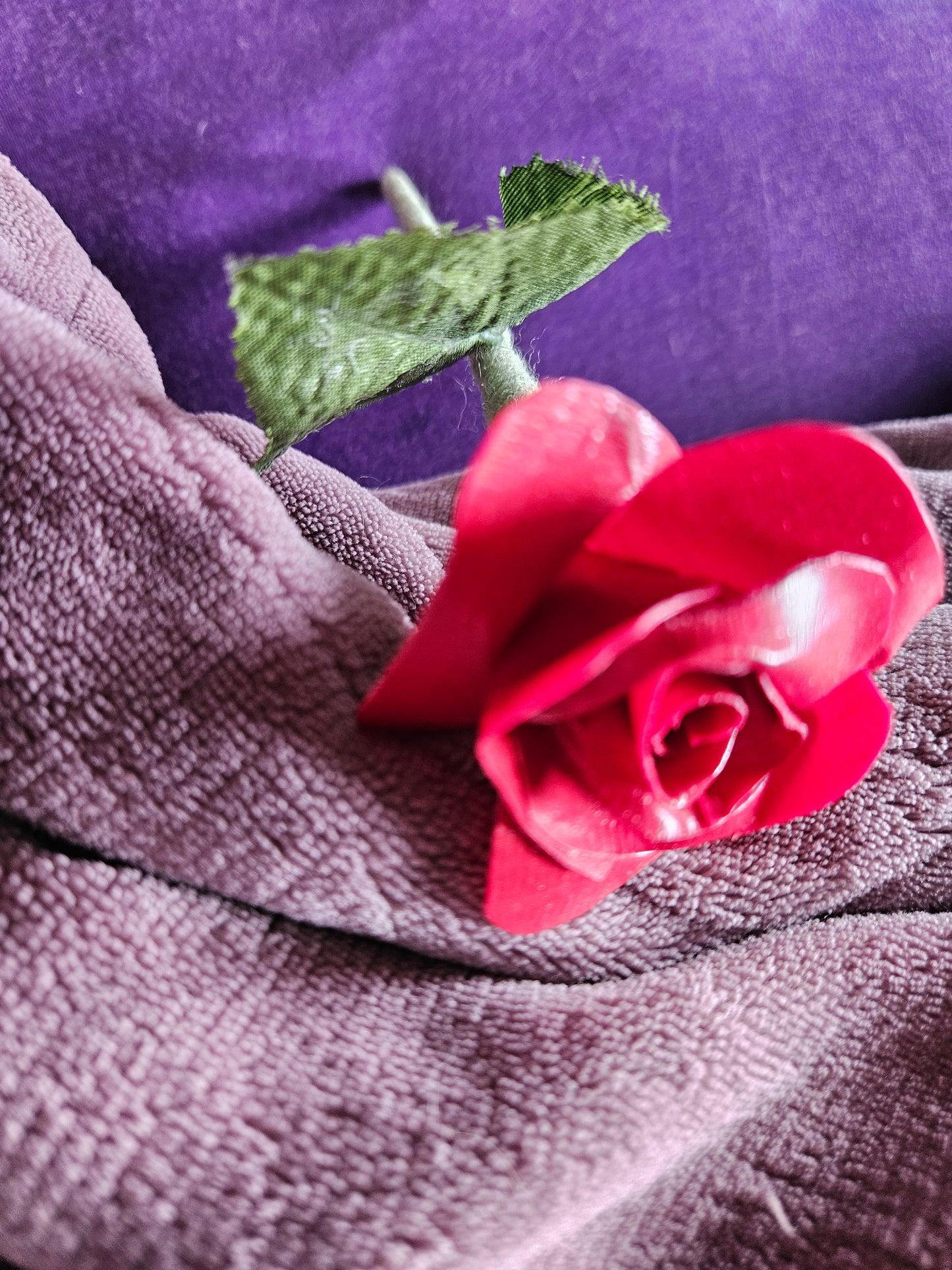 Short stem forever rose.